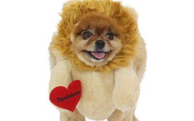 Panda Halloween Costume for dogs or the  Walking Teddy Bear with Arms costume for dogs