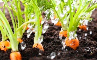 Save Money with Vegetarian Alternatives