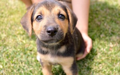 How Much Does It Cost to Adopt a Puppy?