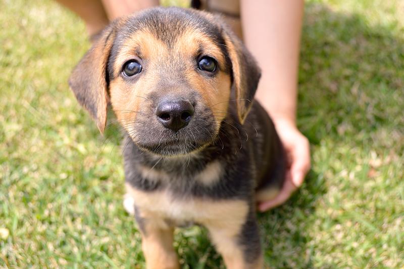 How Much Does It Cost To Adopt A Puppy