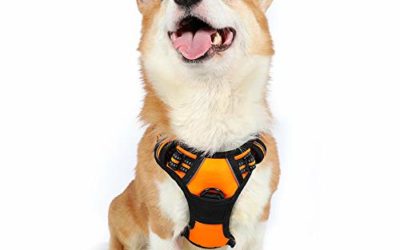 rabbitgoo Dog Harness, No-Pull Pet Harness with 2 Leash Clips, Adjustable Soft Padded Dog Vest, Reflective No-Choke Pet Oxford Vest w/Easy Control Handle for Medium Dogs, Orange (M, Chest 19.1-29.3")