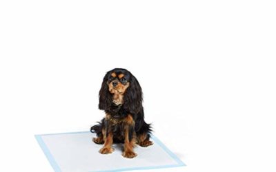 AmazonBasics Dog and Puppy Potty Training Pads, Heavy Duty Regular (24 x 23 Inches) – Pack of 50