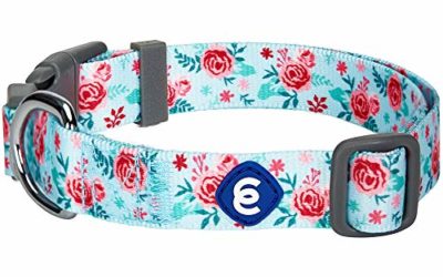 Blueberry Pet Essentials 2020 New Spring Scent Inspired Garden Floral Adjustable Dog Collar in Pastel Blue, Small, Neck 12"-16"