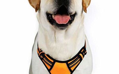 rabbitgoo Dog Harness,No-Pull Pet Harness with 2 Leash Clips,Adjustable Soft Padded Dog Vest,Reflective No-Choke Pet Oxford Vest with Easy Control Handle for Large Breeds,Orange (XL, Chest 20.3-39.6")