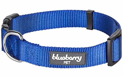 Blueberry Pet Essentials 22 Colors Classic Dog Collar, Royal Blue, Small, Neck 12"-16", Nylon Collars for Dogs