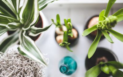 Why You Should Decorate Your Home With Plants