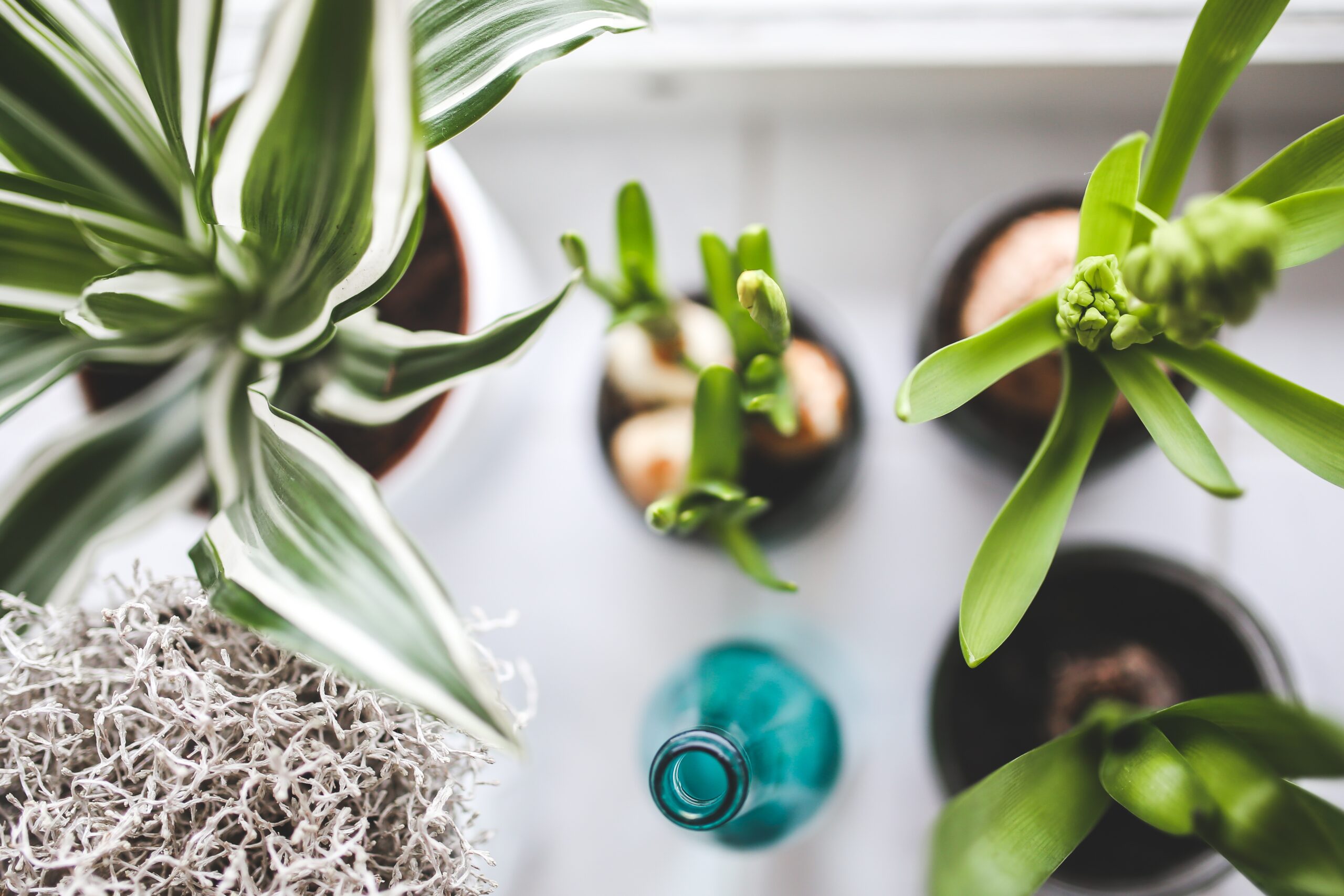 Why You Should Decorate Your Home With Plants
